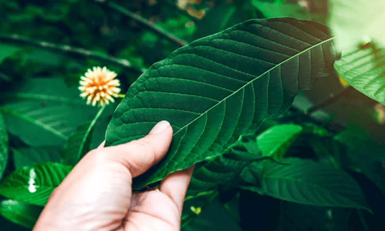 Common and Rare Side Effects of Using Kratom