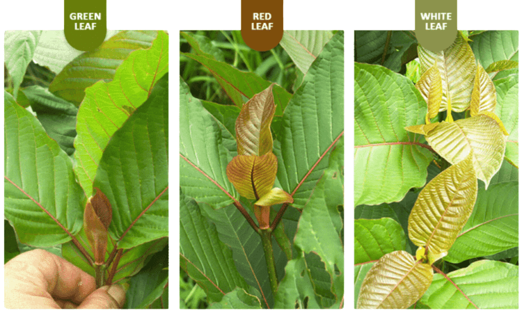 Types of Kratom