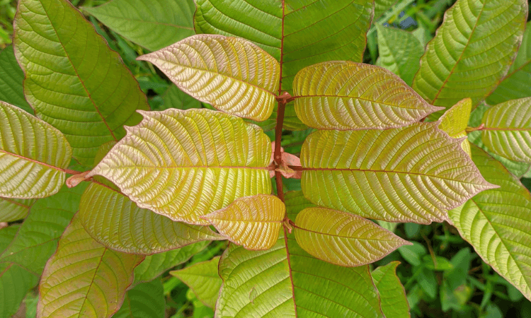 Top Red Vein Kratom Strains